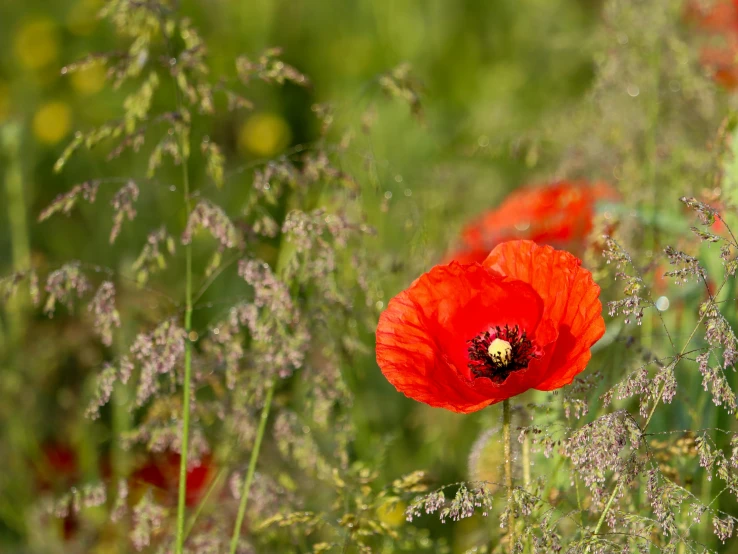 a red poppy in a green meadow with weeds