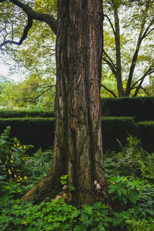 the trunk of a tree stands against a hedge