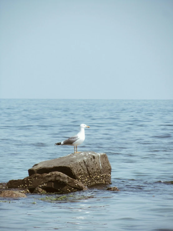 a small bird sitting on a rock in the ocean