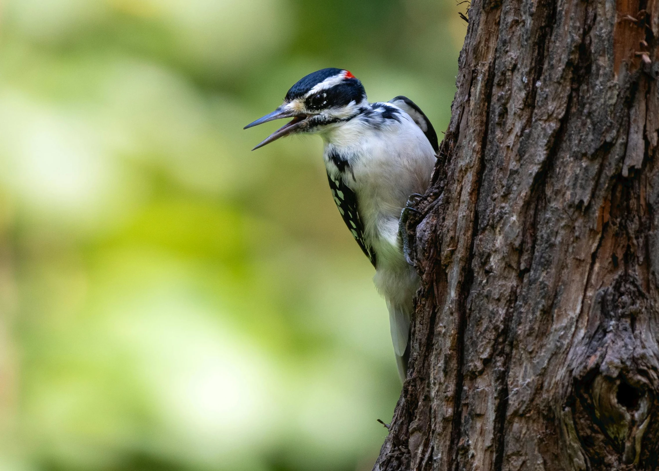 a bird perched on the side of a tree