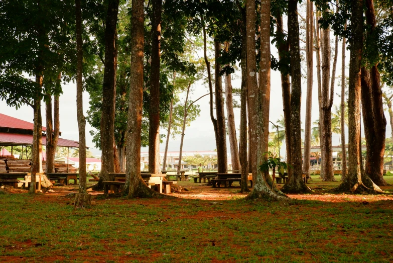 a few park benches near many trees and grass