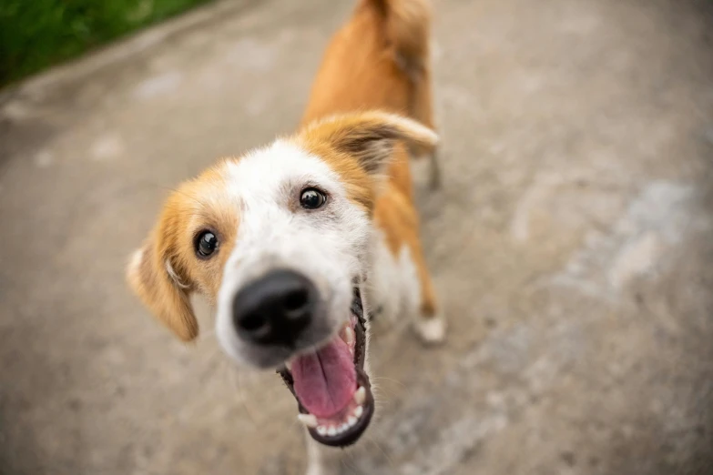 the dog is on the street and looking at the camera