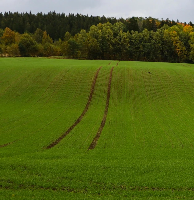 a plowed field has tracks of different species of grass in front of trees