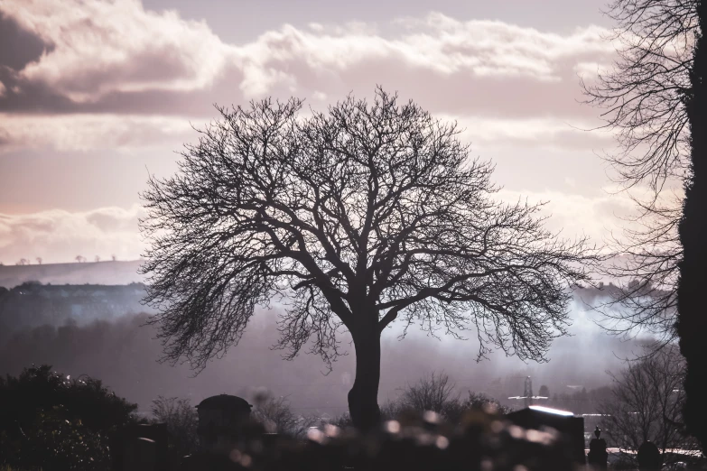 a lone tree sits near some graves on a foggy day