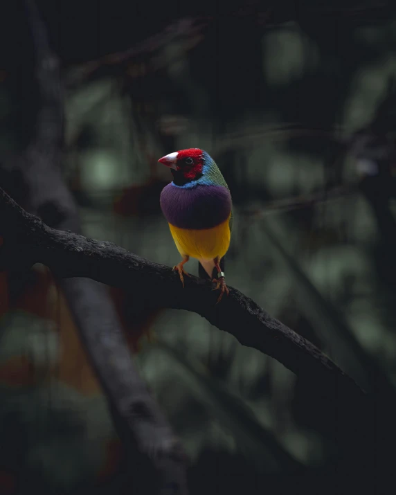 a brightly colored bird perched on a nch