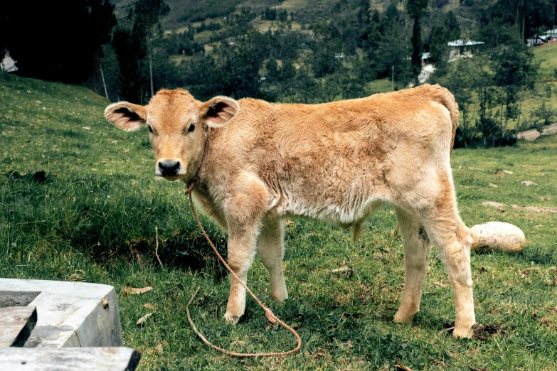 an animal stands in a grassy field near a rock and tree