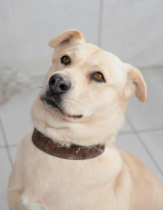 a close up of a dog looking straight ahead