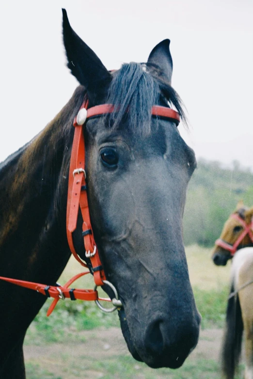 a close - up image of a horse's face