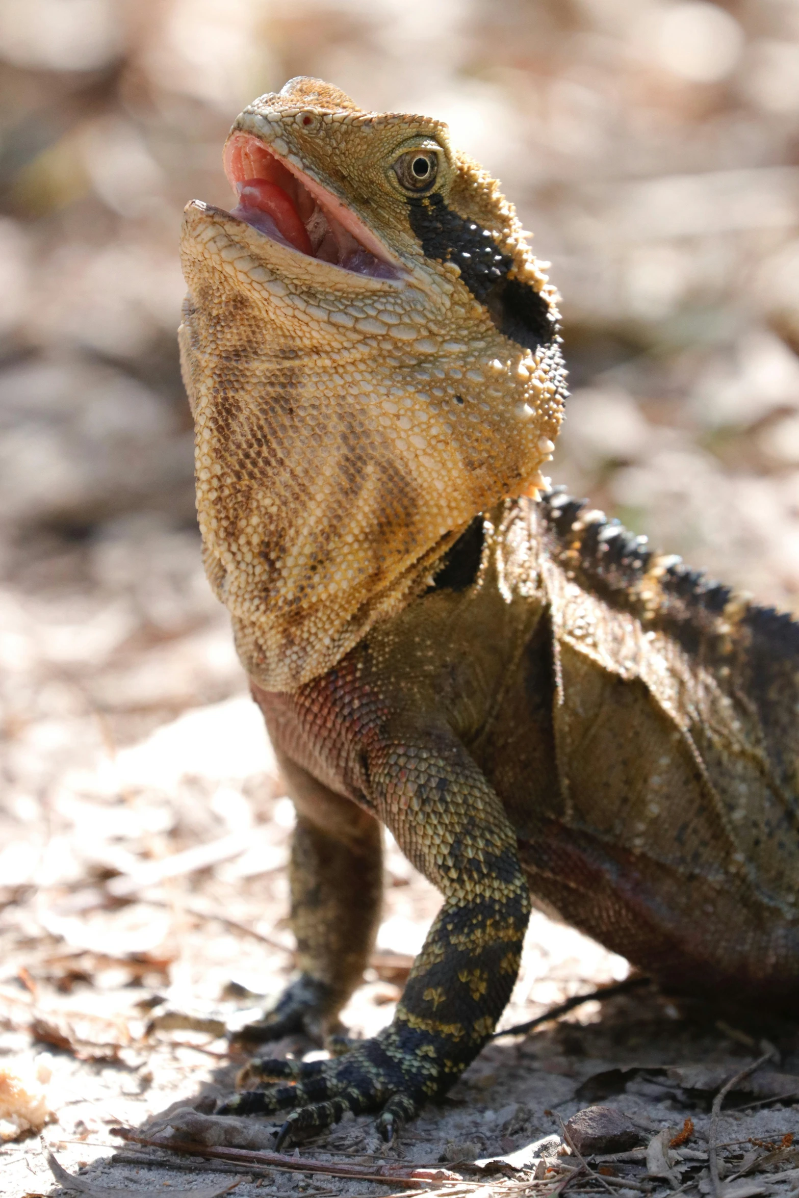 iguana is hissing at the sun, but has red tongue and green skin