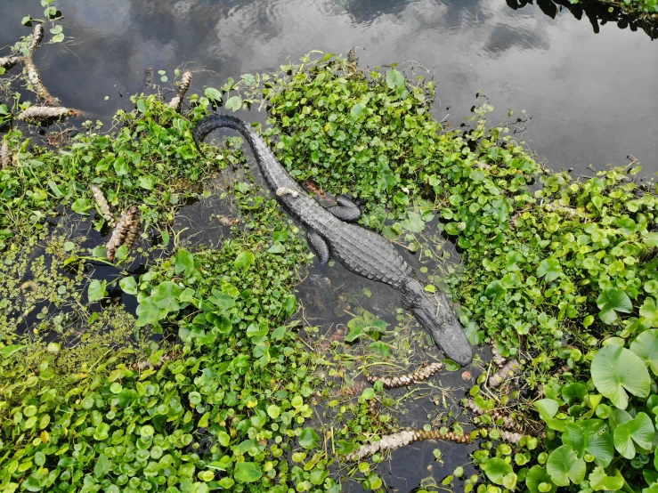 a alligator partially submerged in water surrounded by foliage