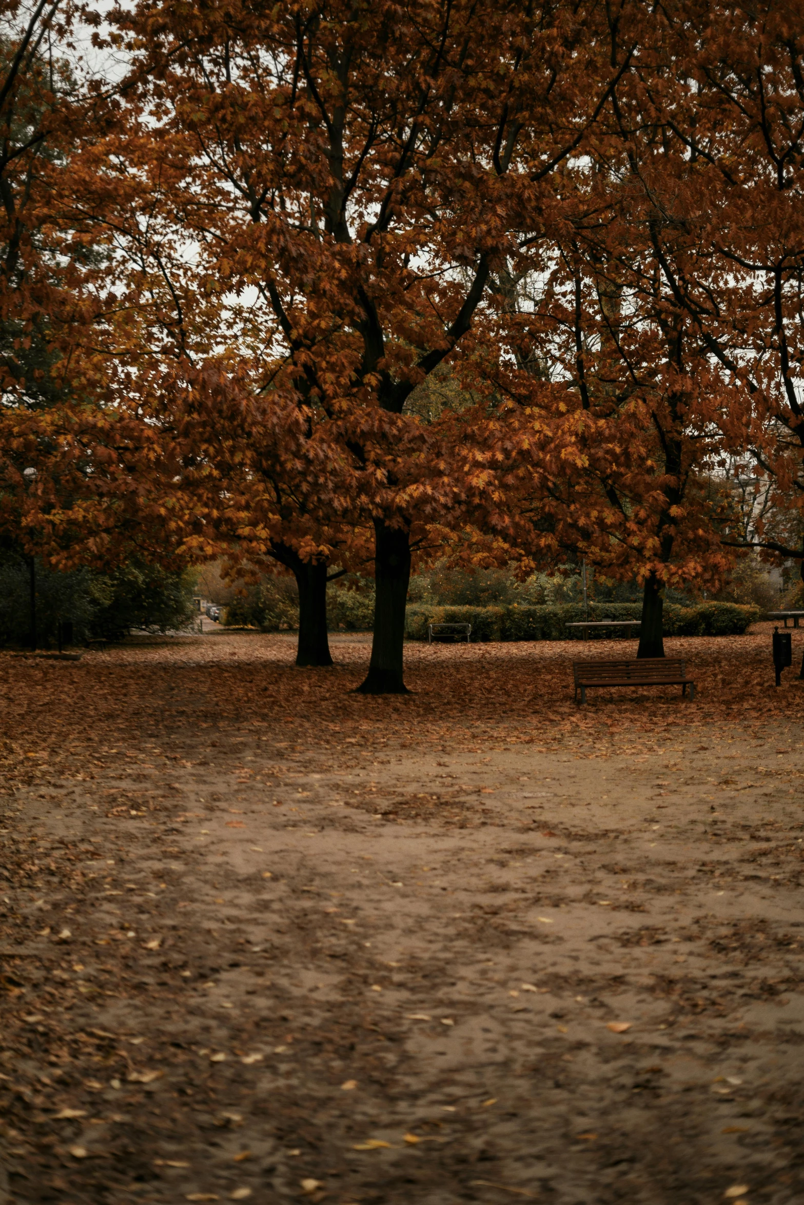 a bench in the middle of an autumn forest