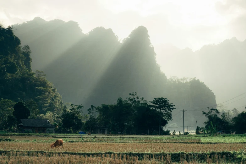 a red cow in the middle of a field with mountain views