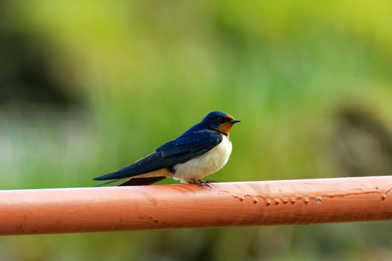 the small bird is standing on the top of the pipe