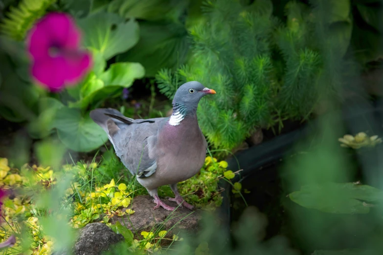 there is a gray and white bird standing in the grass