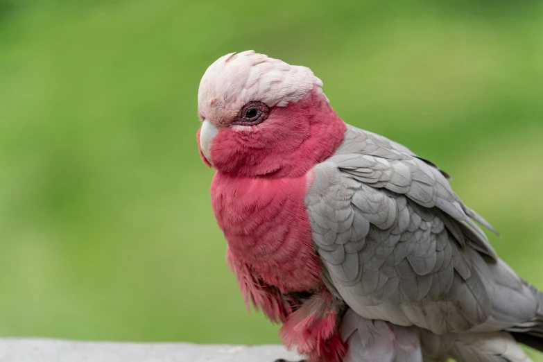 a gray and red bird standing on the side of a piece of wood