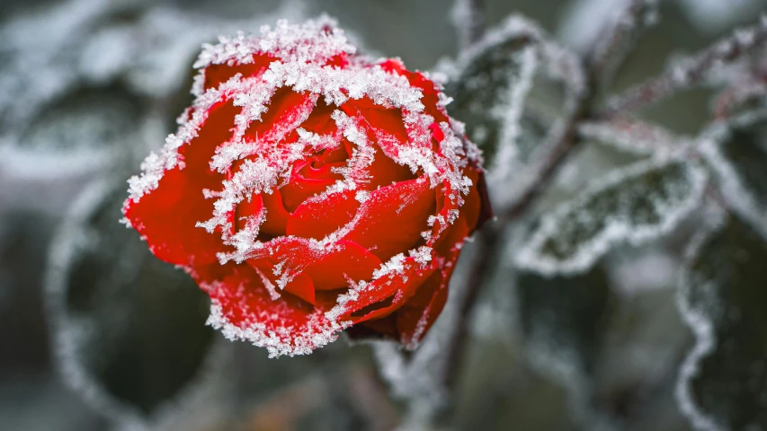 the rose bud is covered with frost