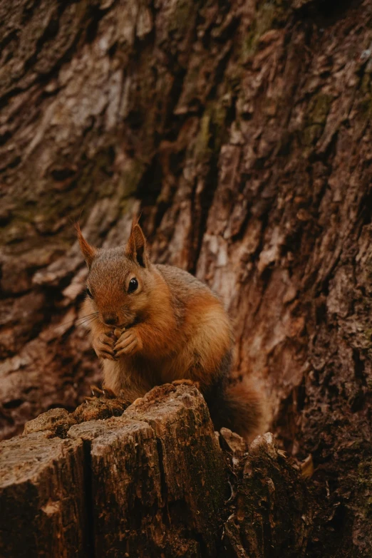 squirrel sitting on stump near large tree trunk