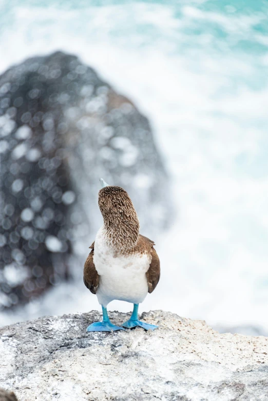 a small bird sitting on top of a white rock