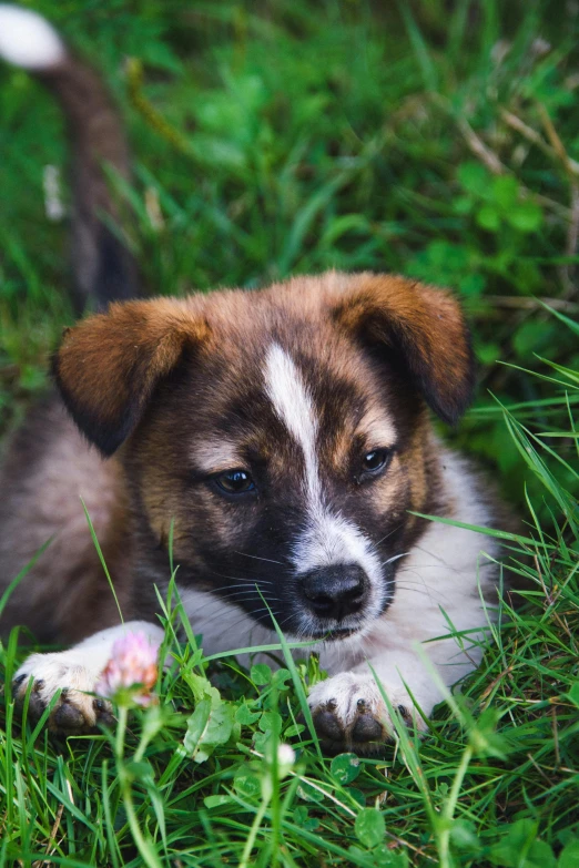 a dog laying on the grass in a field