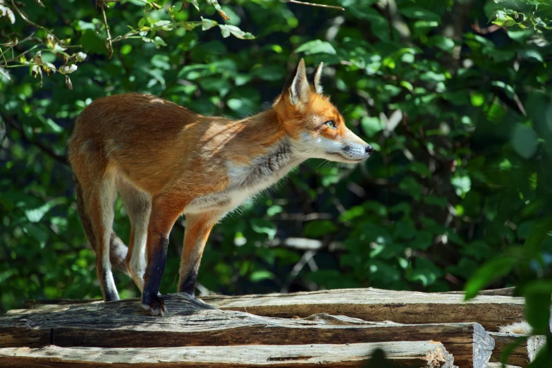 the animal is standing on a large log