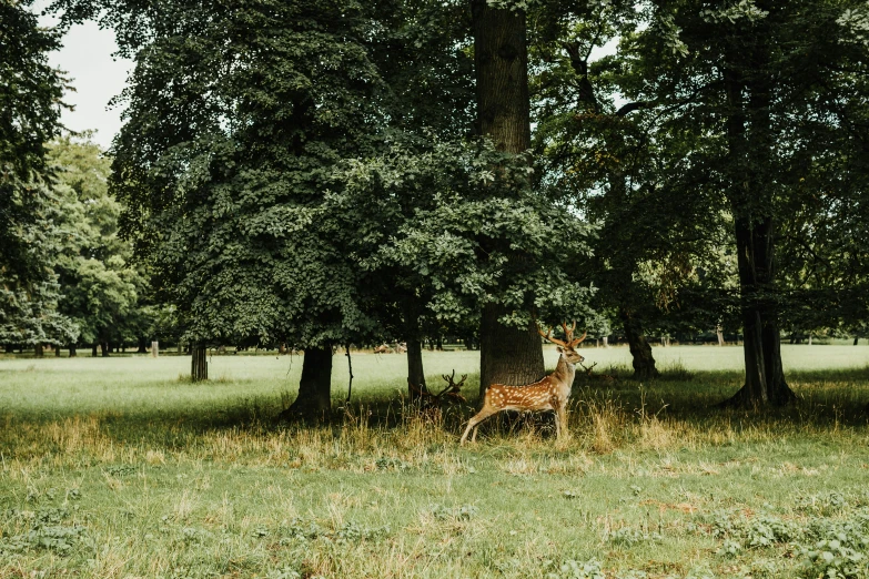 a deer is sitting alone in the forest