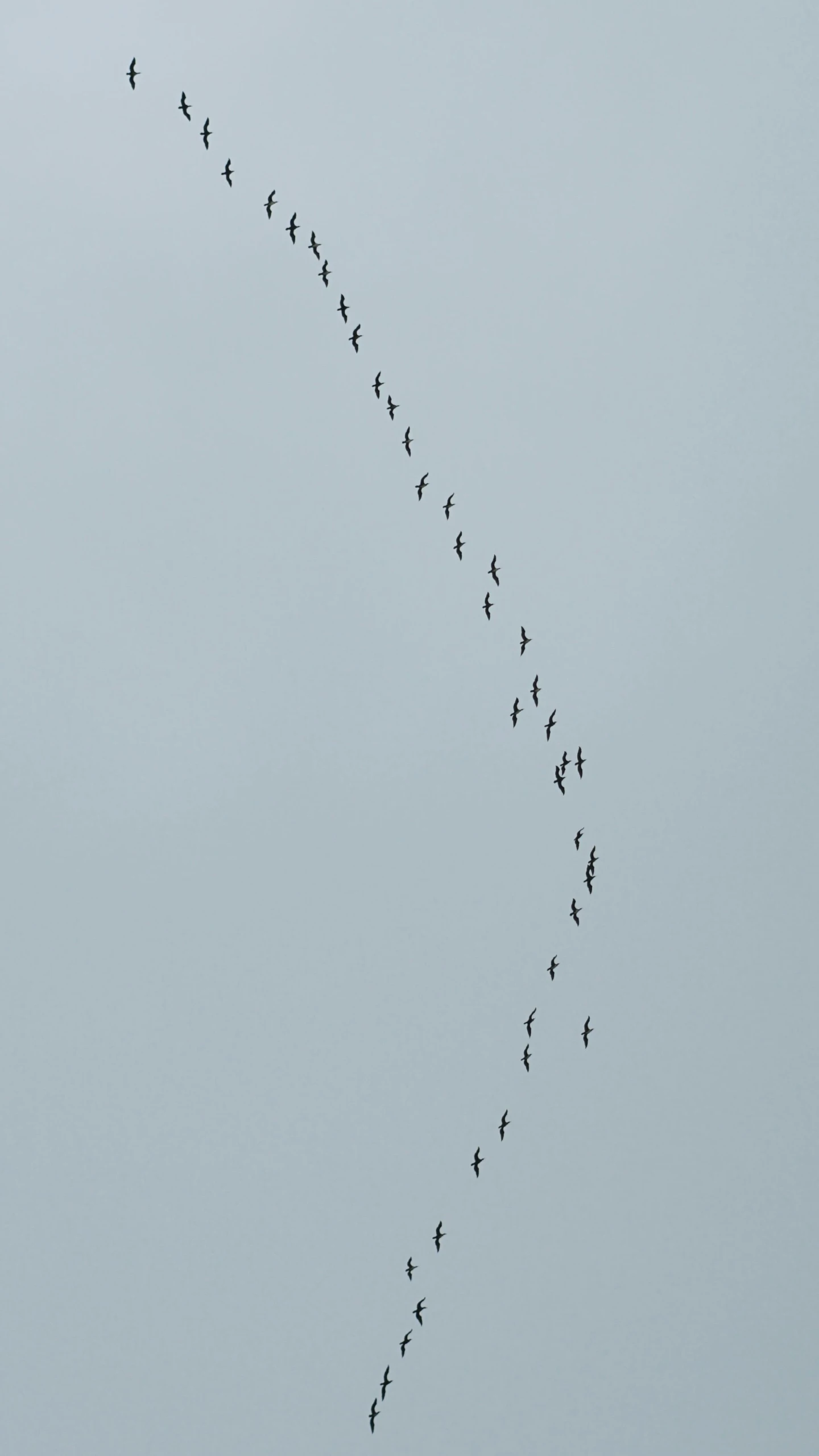 a long line of birds flying through the sky