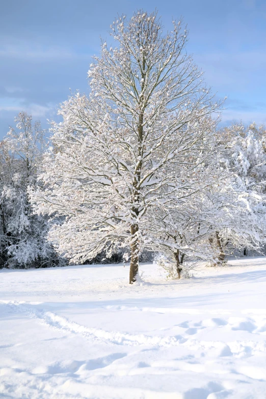 there are snow covered trees and paths in the snow