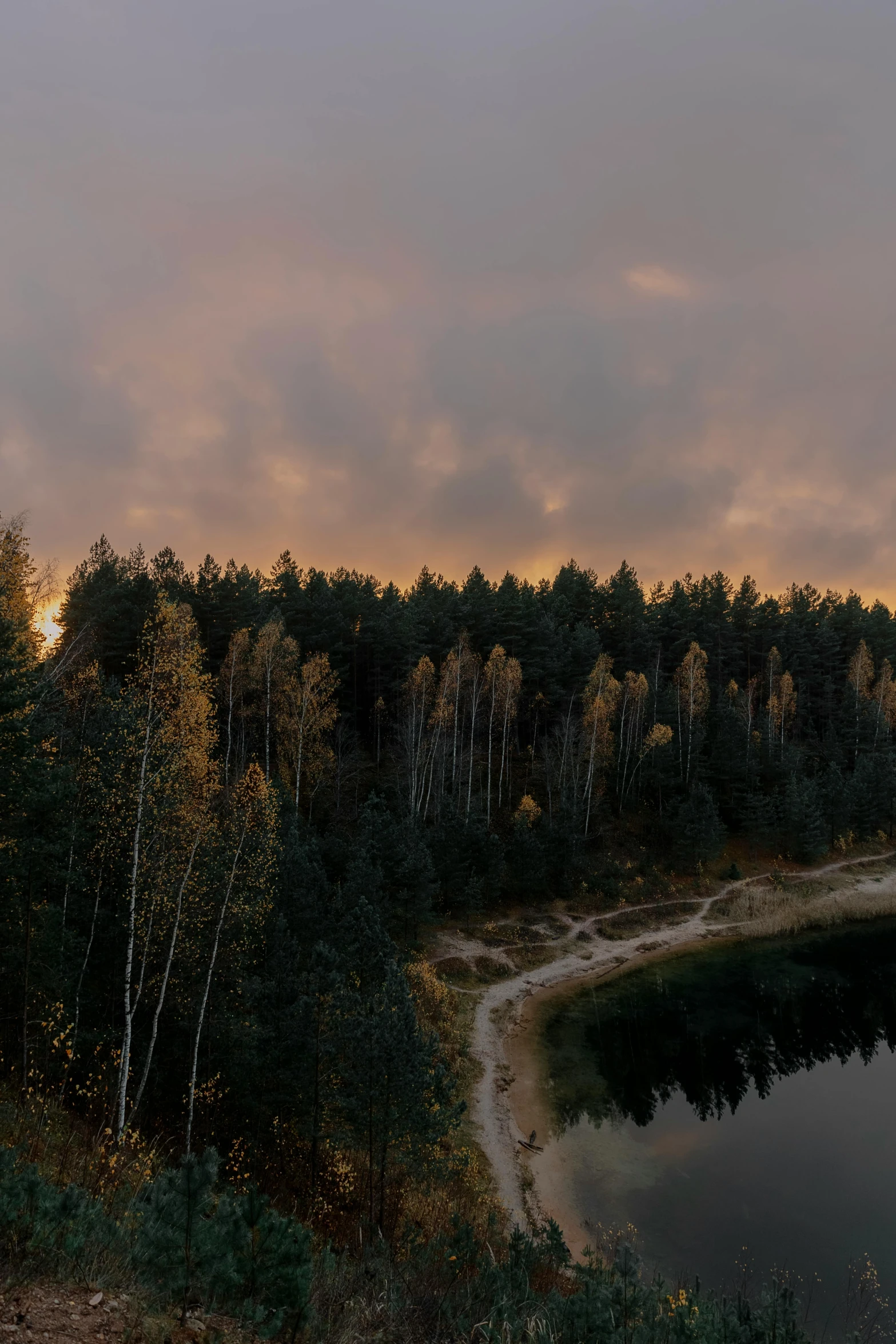 a forest that has several trees on it