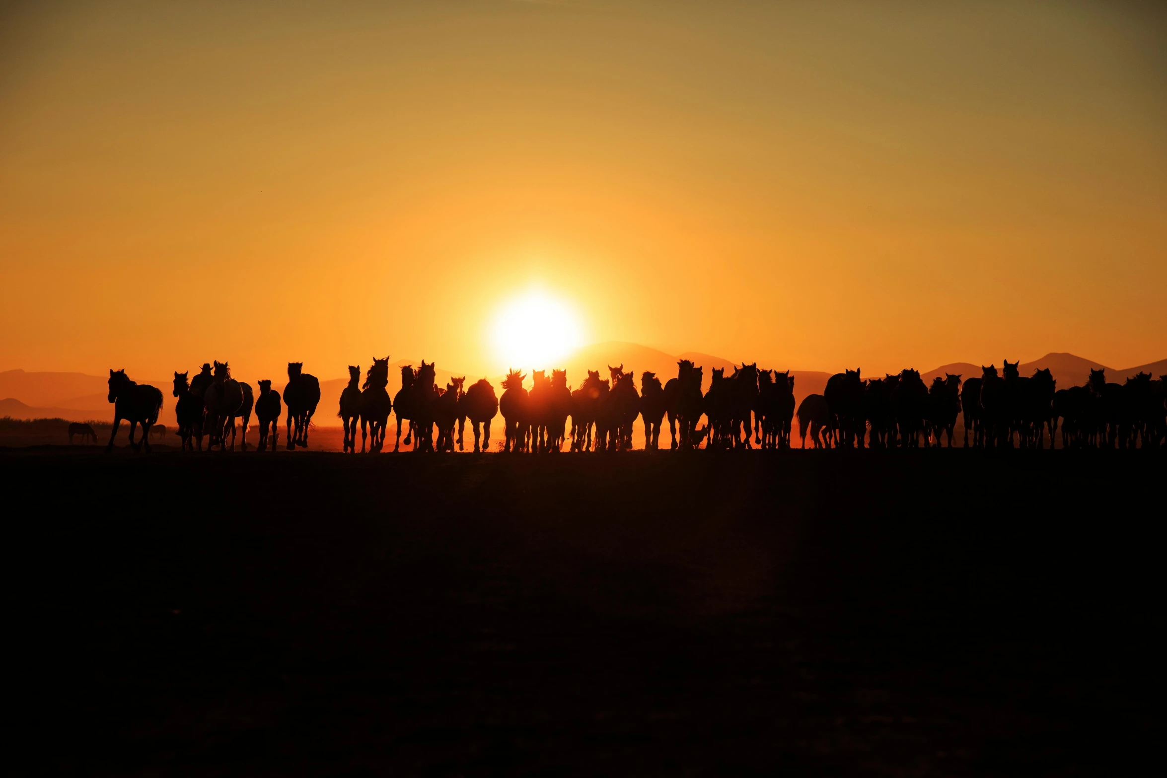 the sun is rising over a herd of horses