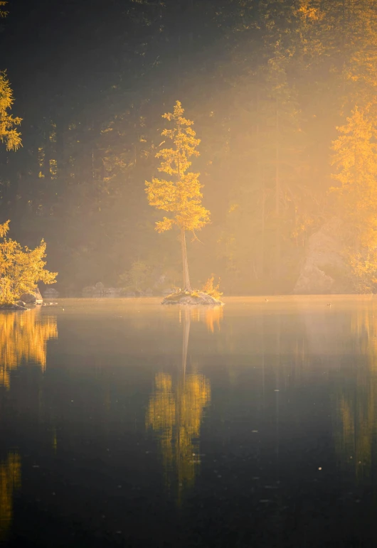 a group of trees and two people are on a small boat