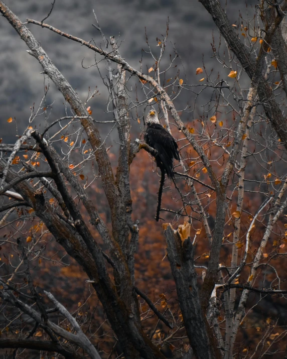 a bird perched in a bare tree looking into the distance