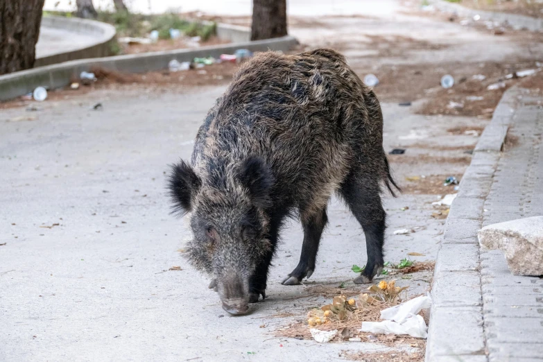 a boar is standing on the side of a road