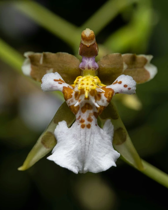 close up of a white and yellow flower with dark background