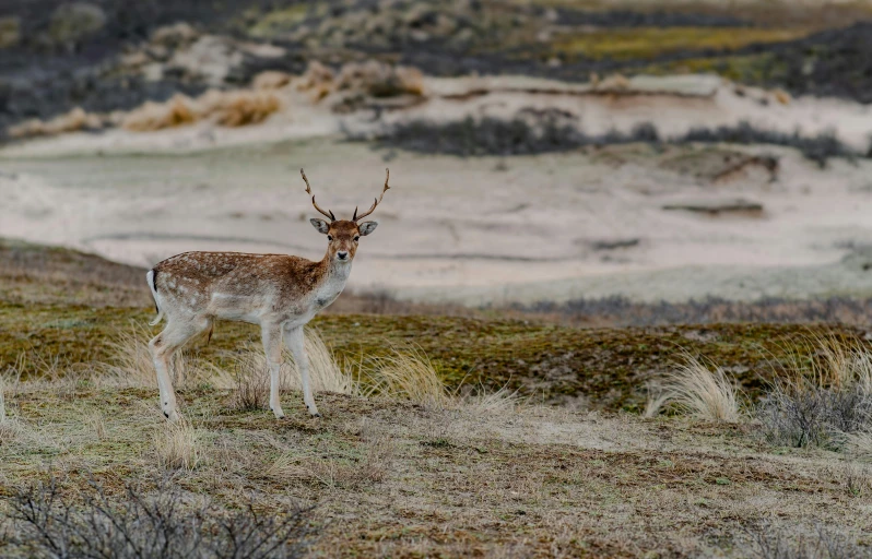 an antelope stands still while looking around in the middle of a field