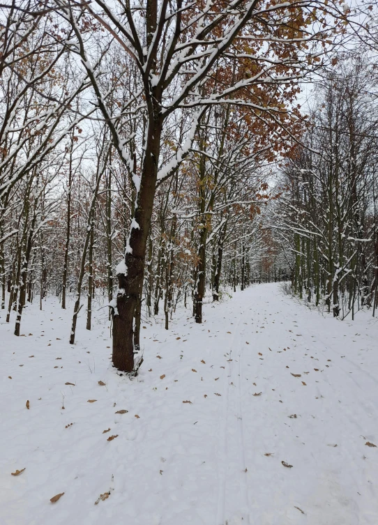 a trail in a snow - covered, wooded area next to trees