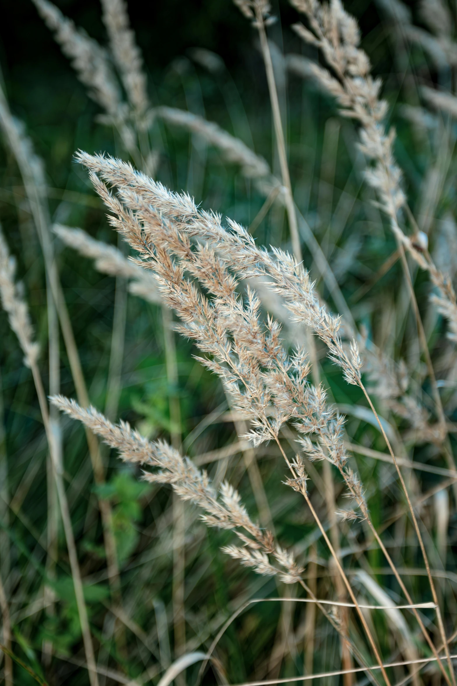 a close up image of a plant with many flowers