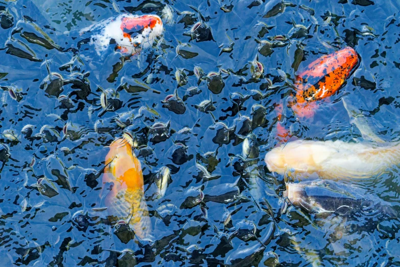 many carp fish are swimming in an artificial pond