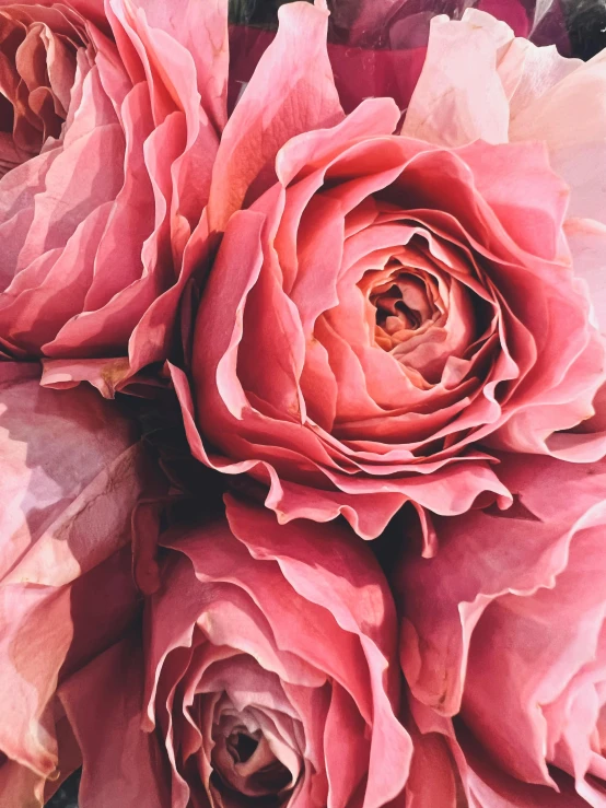 large pink flowers in close up with pink petals