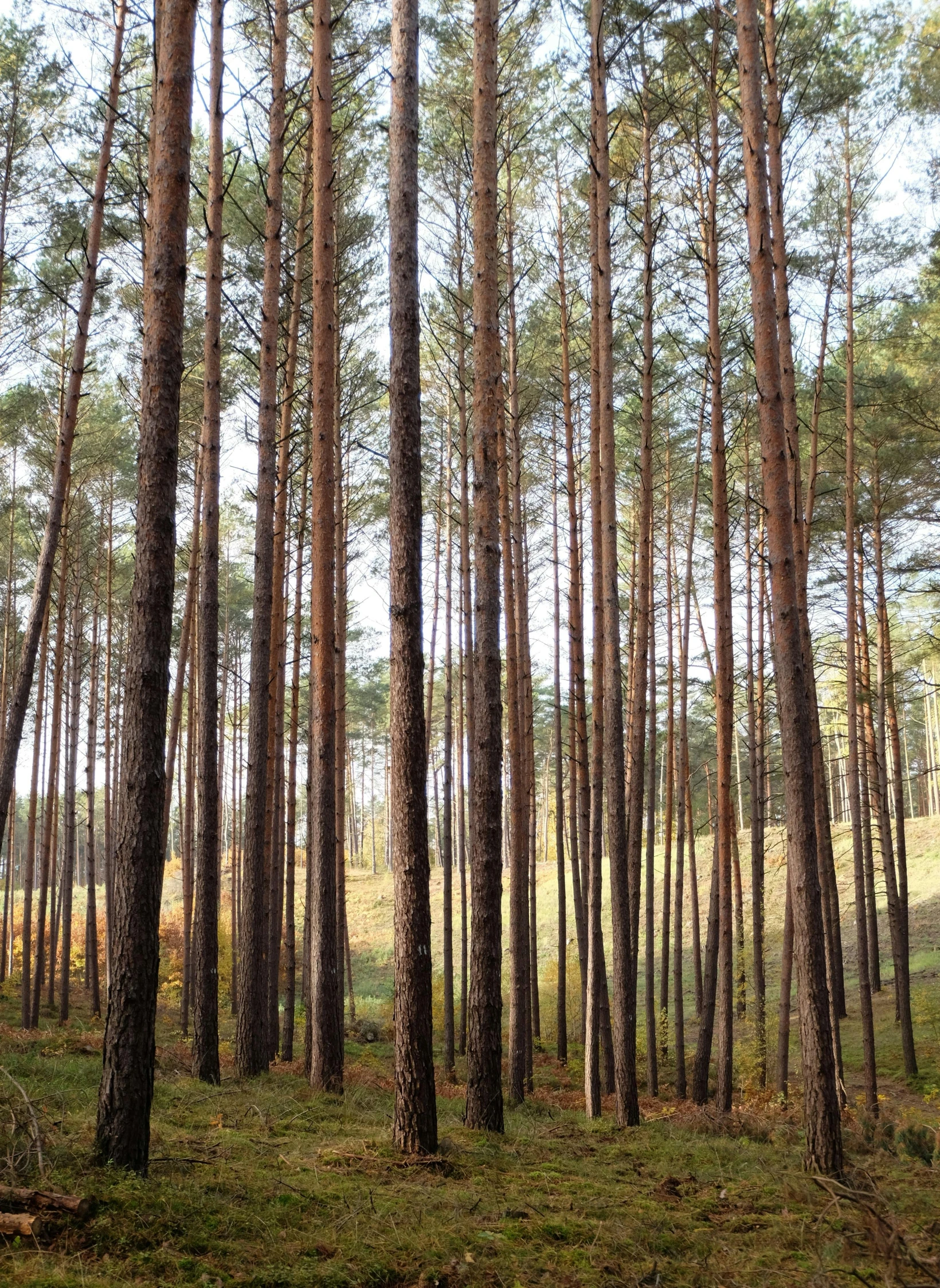 a lot of tall pine trees in a forest