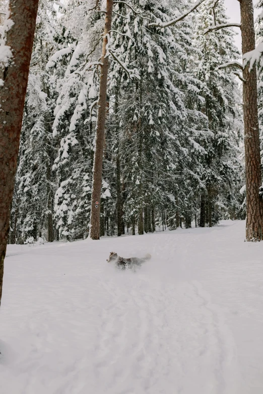 a dog that is laying down in the snow