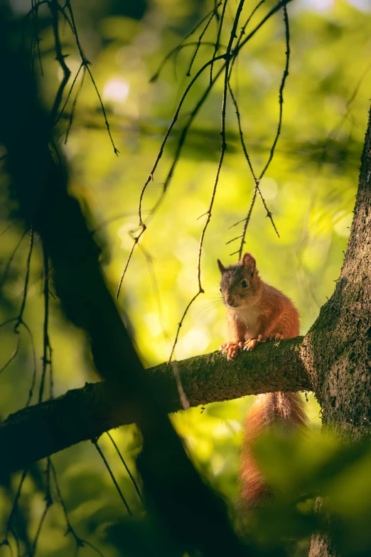 a squirrel is standing on a nch in a tree