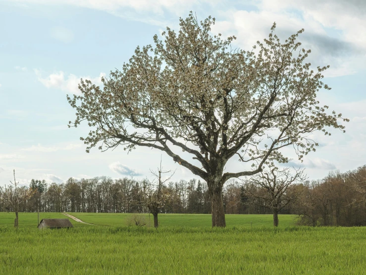 a large tree in a grassy field with a bench