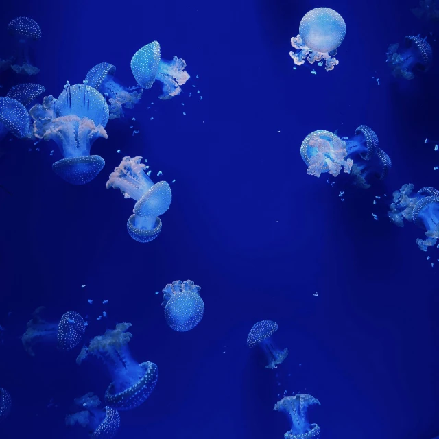 a group of jellyfish are in the water