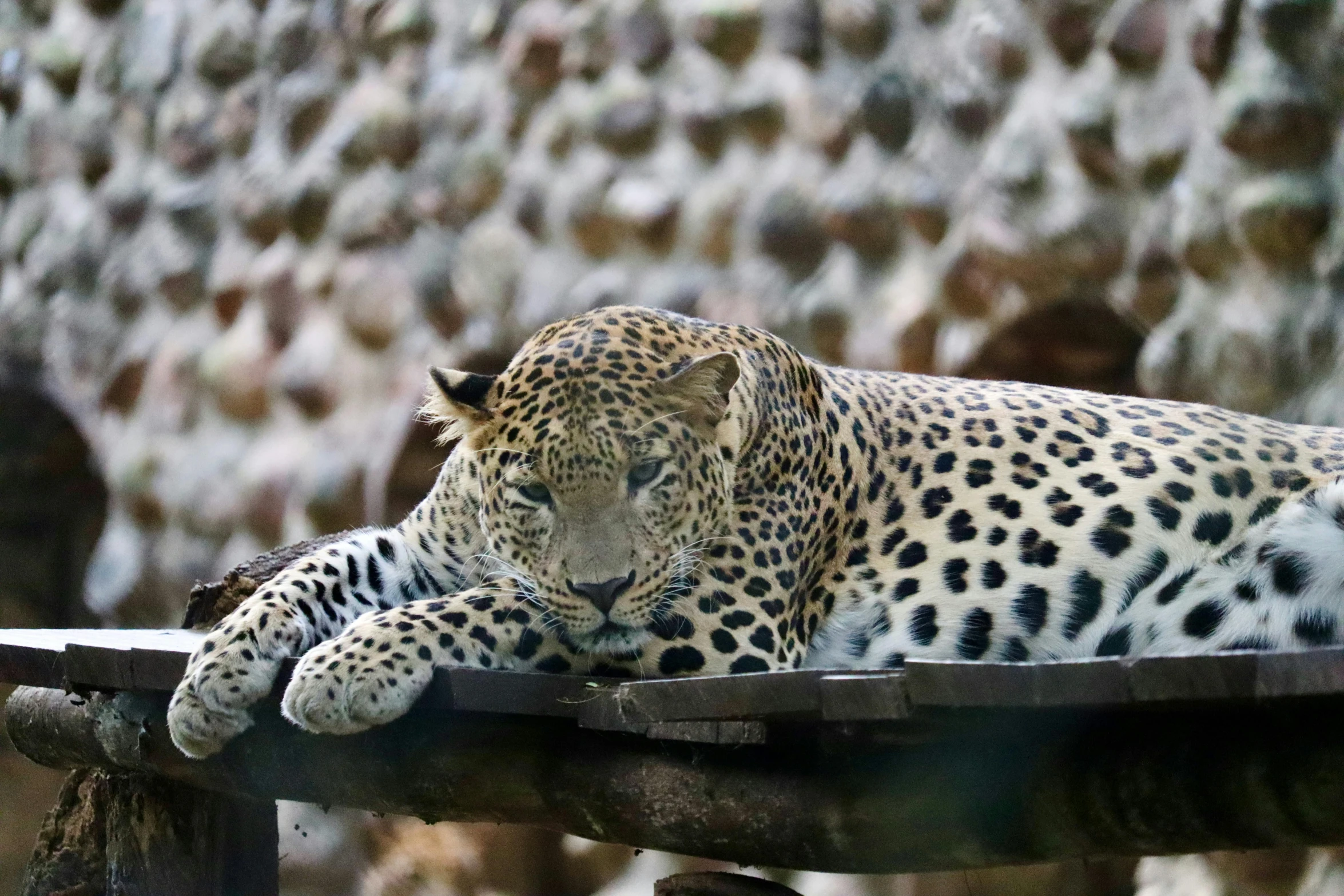 an animal sitting on top of a wooden crate