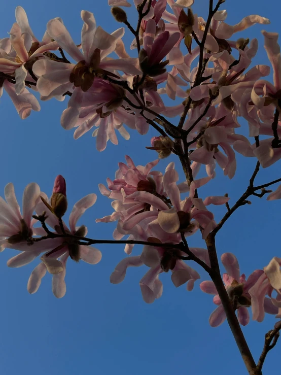 a flowering tree with pink flowers is against a blue sky