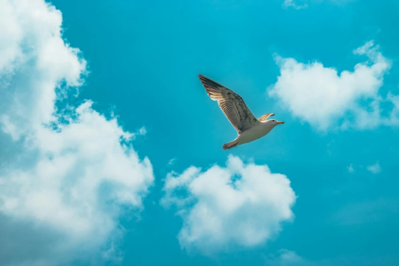 a seagull soaring through the cloudy sky in mid flight