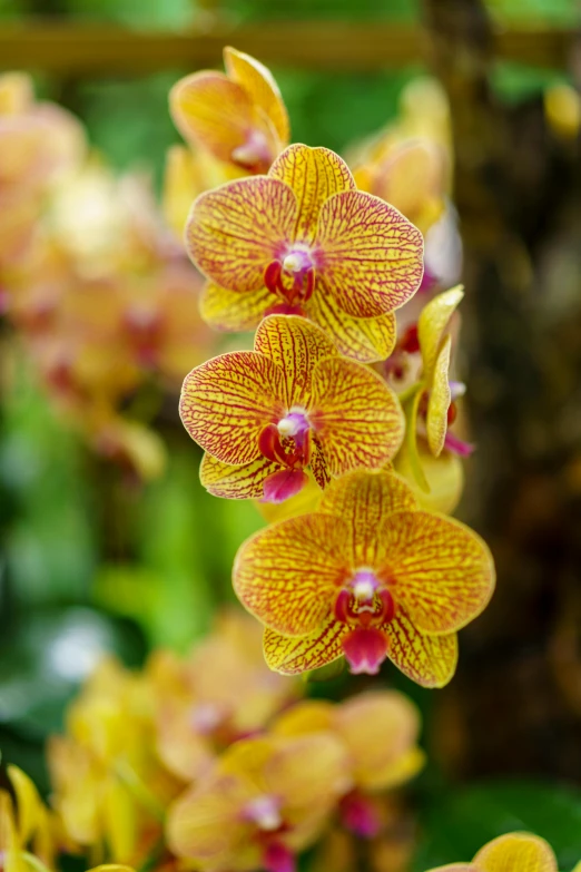 two yellow orchids blooming in the wild