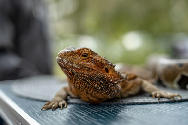 an orange and black lizard sits on the edge of a table