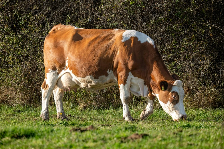 a brown cow eating grass in the field