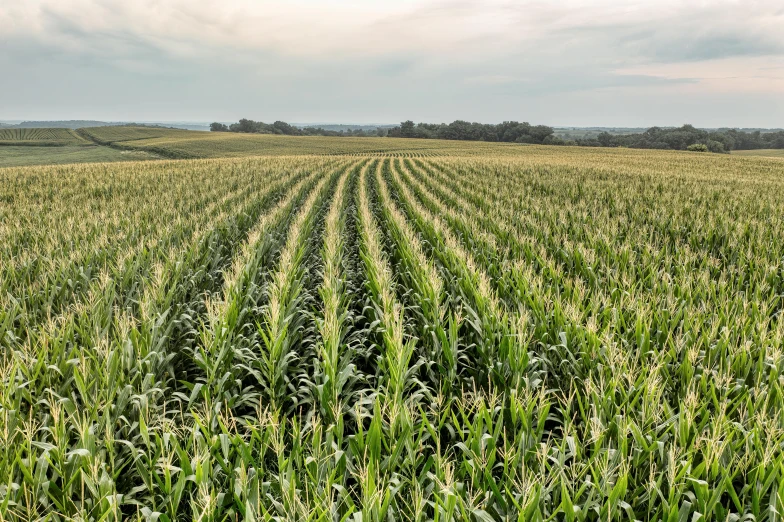 an image of corn field in the countryside